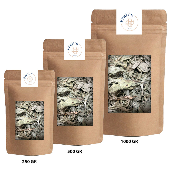 πΏπ Stevia Plant β Natural and Calorie-Free Sweetener!